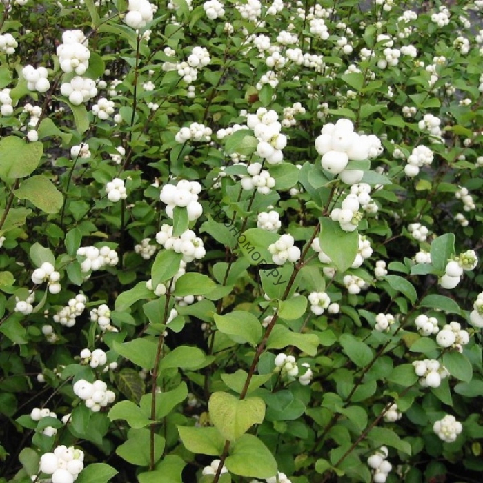 Снежноягодник белый (приречный) symphoricarpos rivularis
