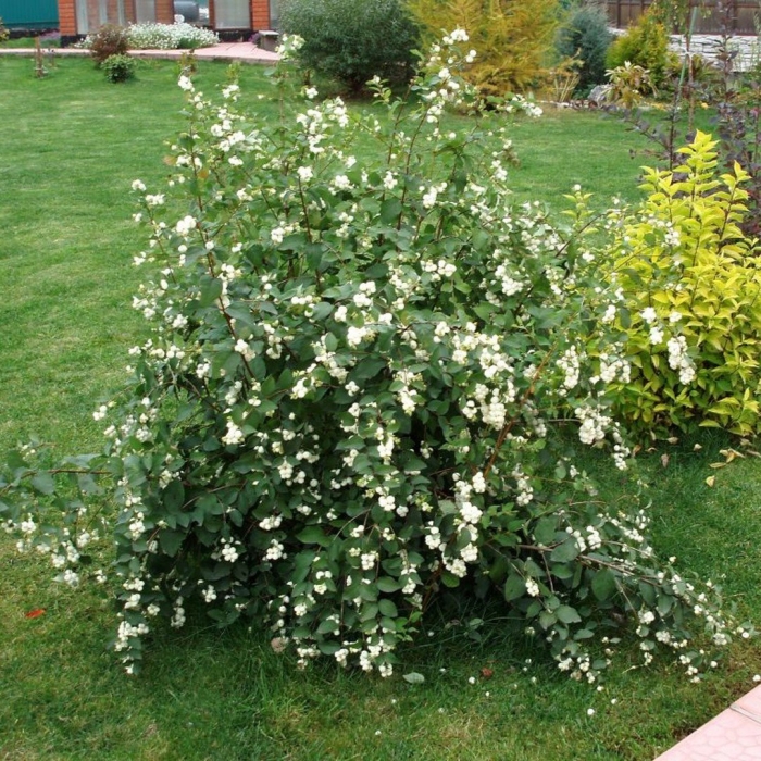 Снежноягодник доренбоза вайт хедж