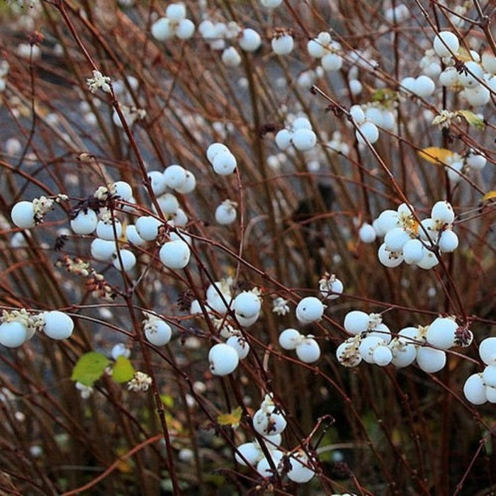 Снежноягодник белый куст