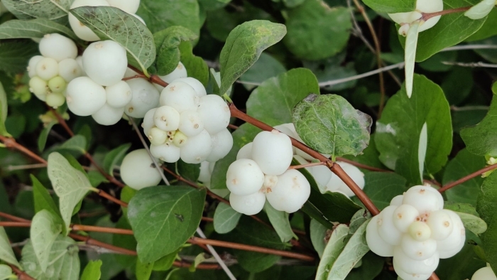 Снежноягодник белый (symphoricarpos albus) куст