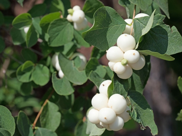 Снежноягодник (symphoricarpos)