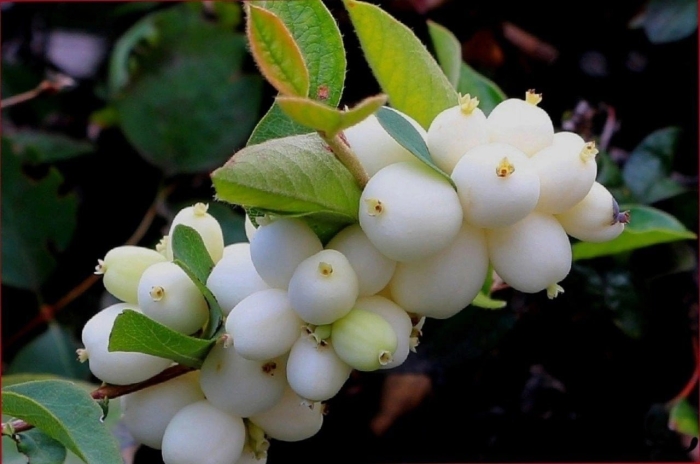 Снежноягодник белый symphoricarpos albus