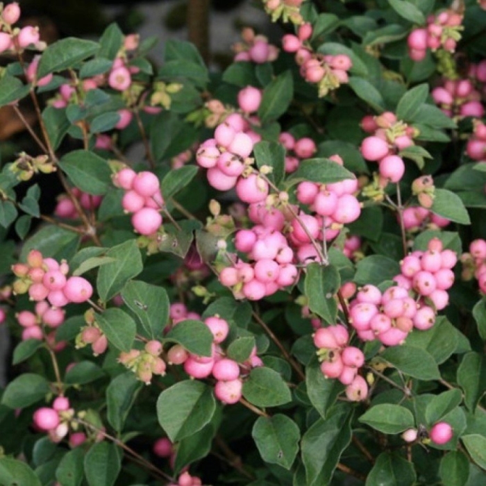 Снежноягодник доренбоза мэджик кэнди