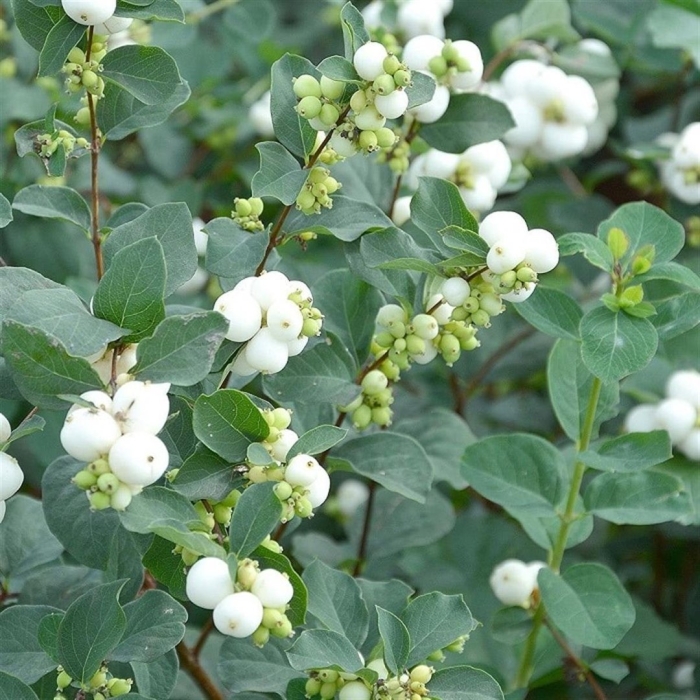 Снежноягодник белый (symphoricarpos albus) куст
