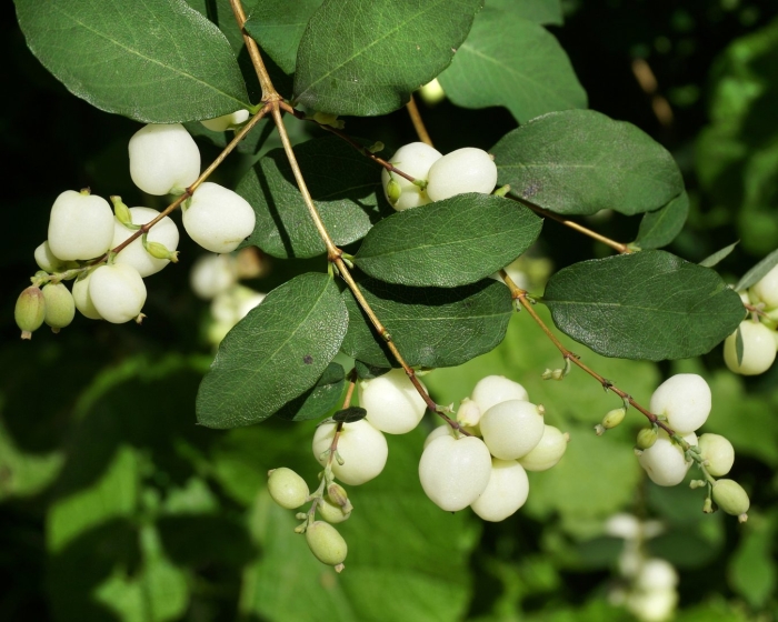 Symphoricarpos albus