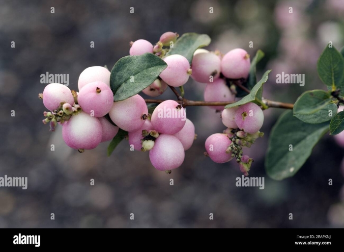 Снежноягодник доренбоза аметист