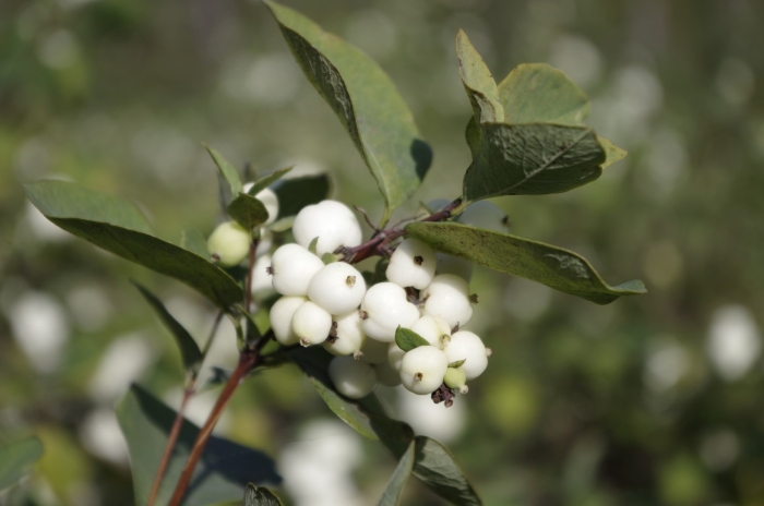 Снежноягодник вайт хедж