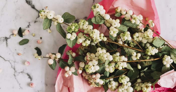 Снежноягодник белый symphoricarpos albus