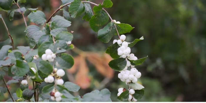 Снежноягодник белый (symphoricarpos albus) куст