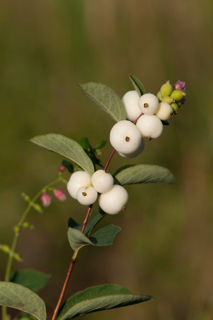 Снежноягодник белый symphoricarpos albus