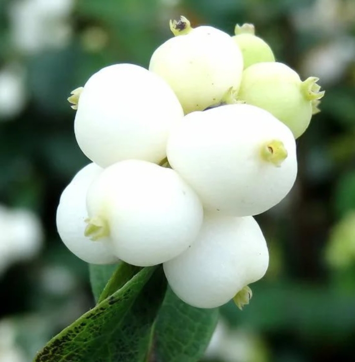 Снежноягодник белый symphoricarpos albus