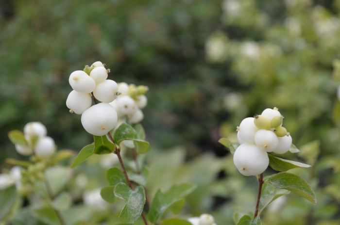Снежноягодник белый (symphoricarpos albus) куст
