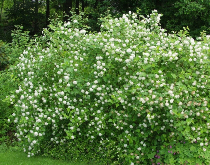 Пузыреплодник зеленый изумруд