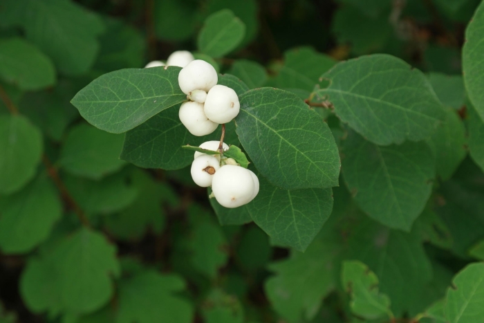 Снежноягодник белый (symphoricarpos albus) куст