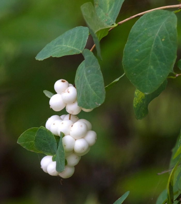 Снежноягодник белый (symphoricarpos albus) куст