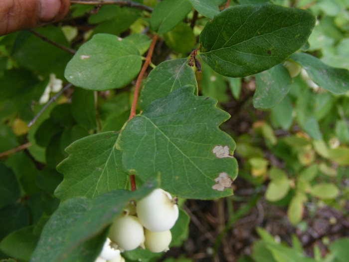 Symphoricarpos albus var laevigatus