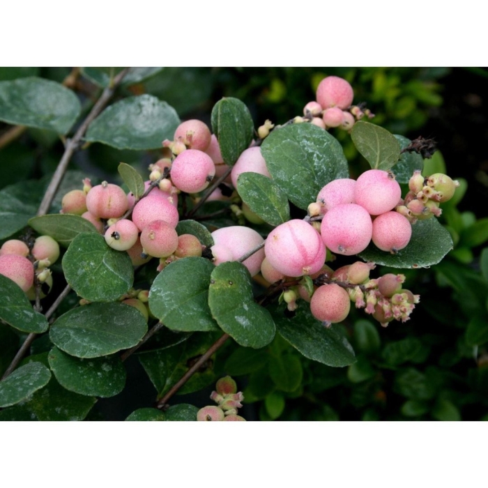 Снежноягодник доренбоза