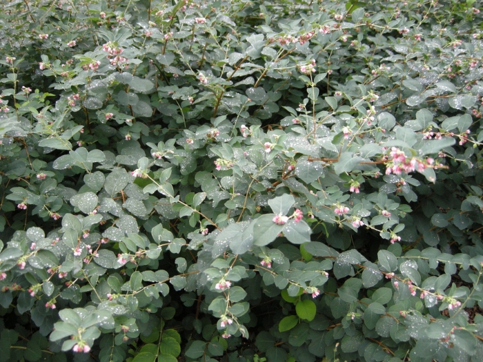 Symphoricarpos mollis