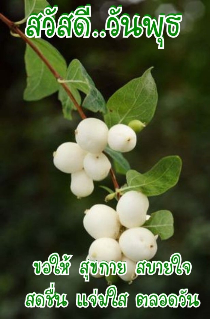 Снежноягодник обыкновенный