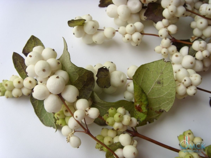 Симфорикарпус снежноягодник