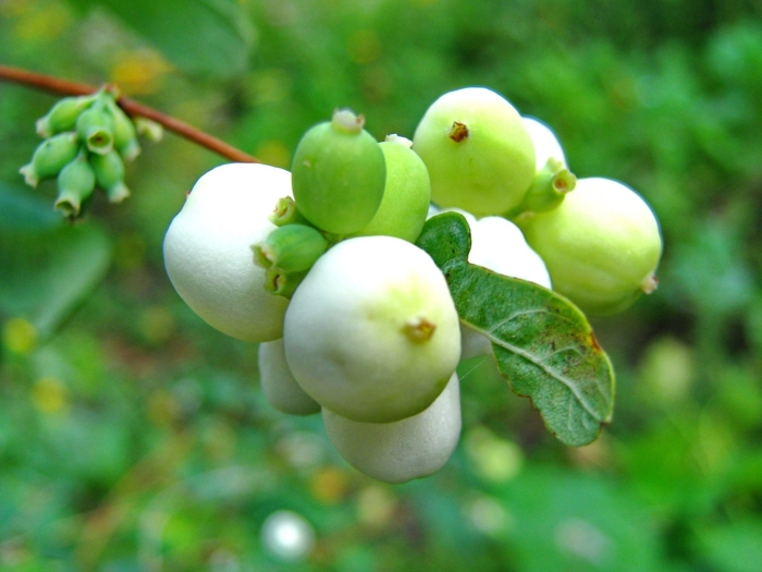 Снежноягодник доренбоза