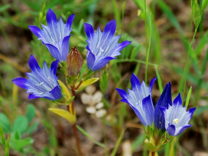 Горечавка крупноцветковая gentiana grandiflora