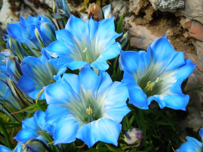 Горечавка ластовневая синяя gentiana asclepiadea