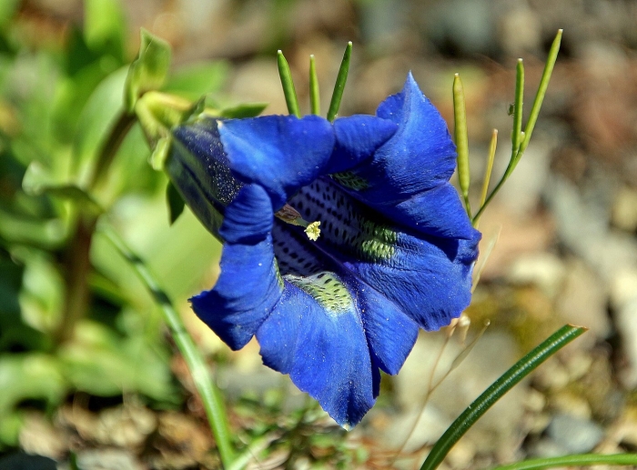 Горечавка даурская gentiana dahurica
