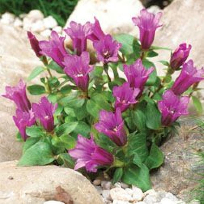 Горечавка бесстебельная little pinkie