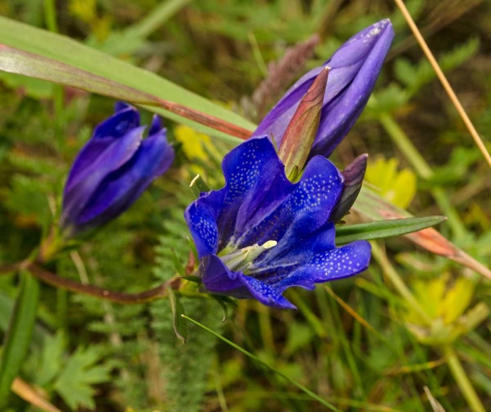 Горечавка легочная gentiana pneumonanthe