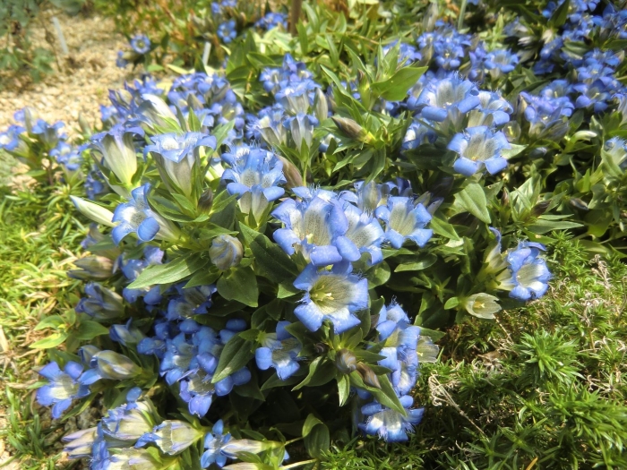 Горечавка septemfida