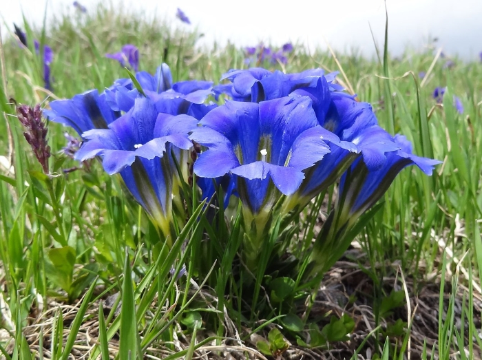 Горечавка крупноцветная