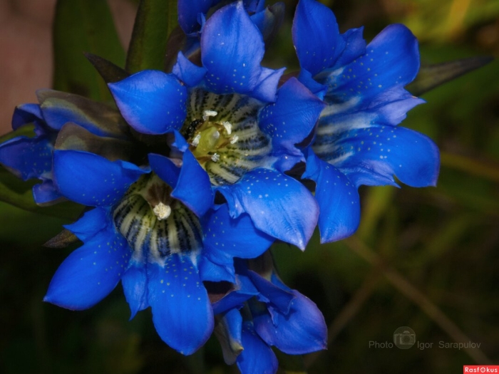 Горечавка трёхцветковая