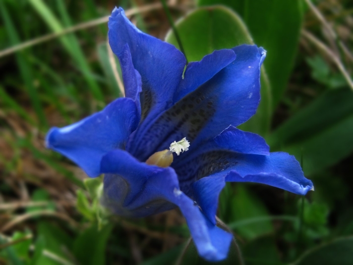 Gentiana alpina