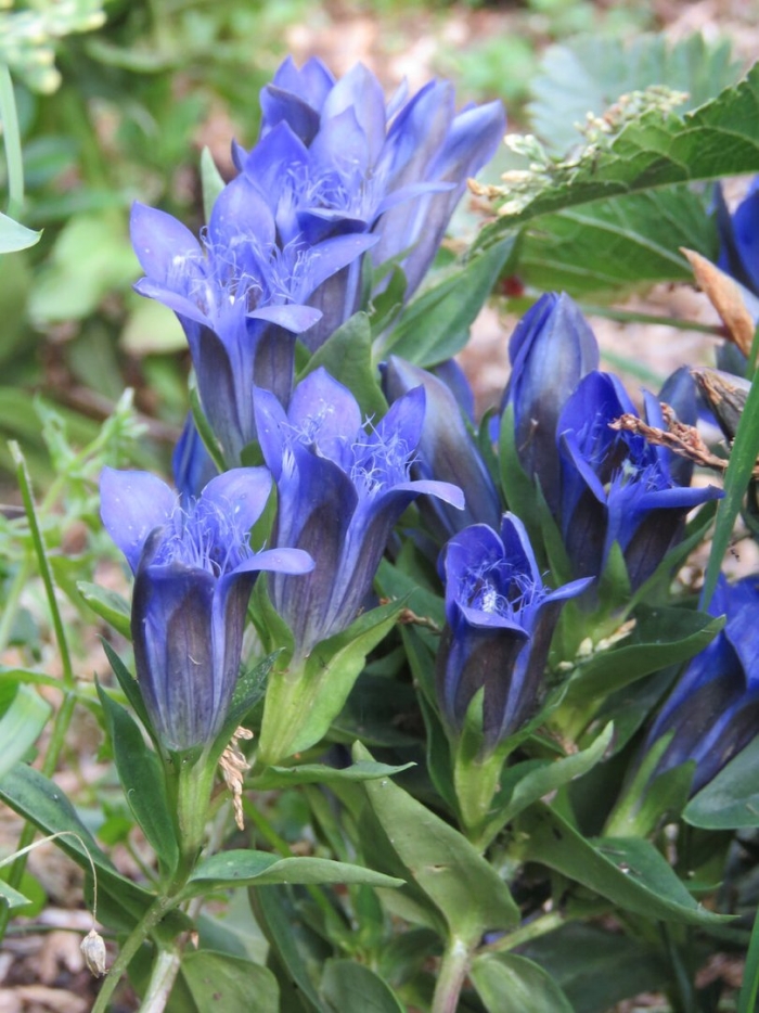 Горечавка семираздельная - gentiana septemfida.
