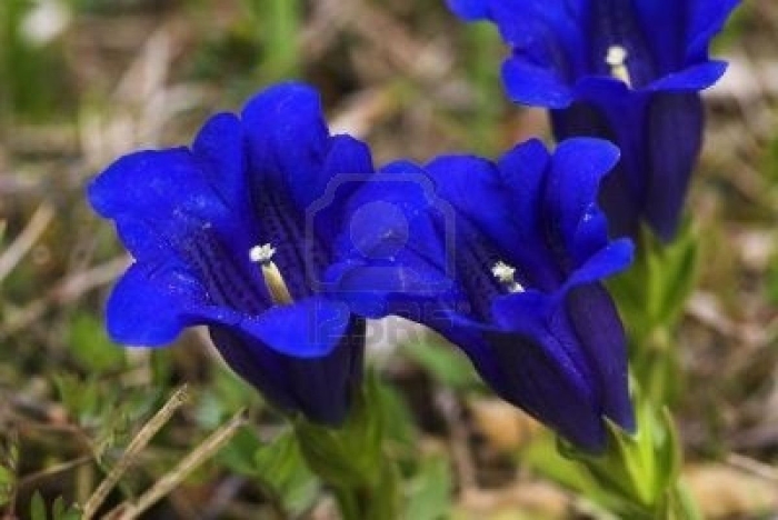 Горечавка бесстебельная