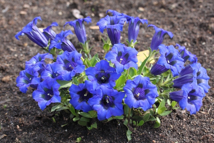 Горечавка бесстебельная