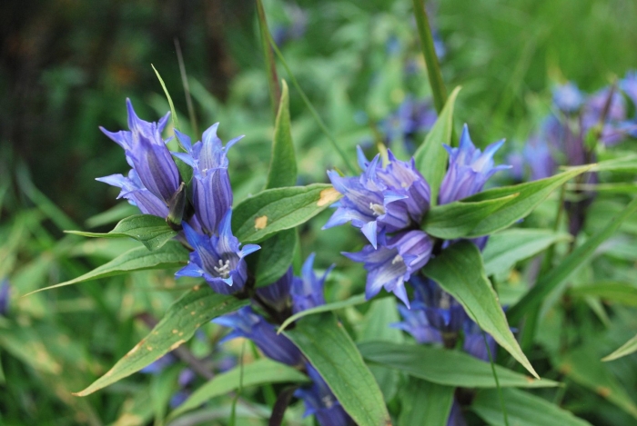 Gentiana asclepiadea