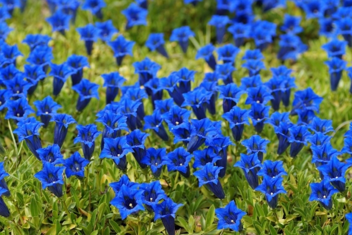 Gentiana acaulis