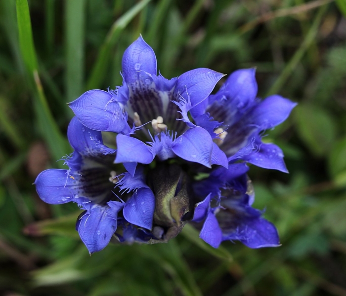 Горечавка семираздельная синяя