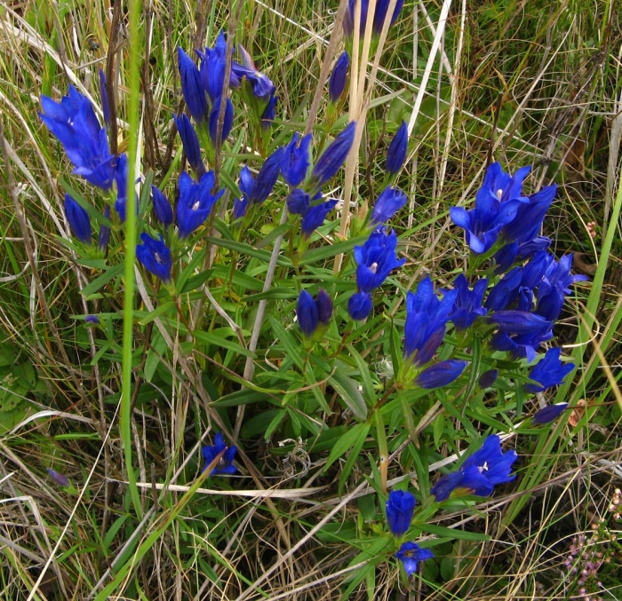 Gentiana pneumonanthe