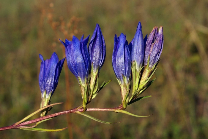 Горечавка легочная (gentiana pneumonanthe l.)