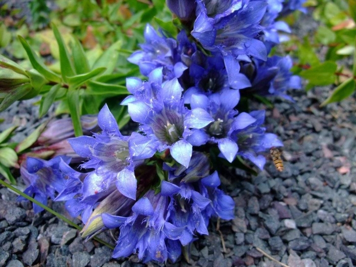 Горечавка семираздельная кристи