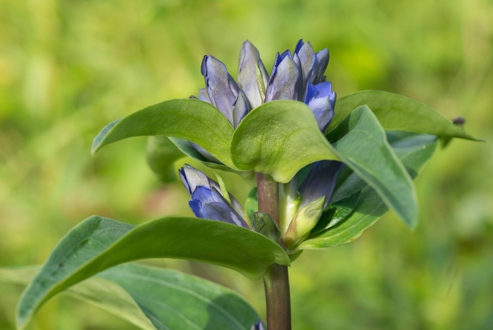 Горечавка даурская никита