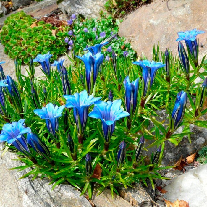 Горечавка крупнолистная