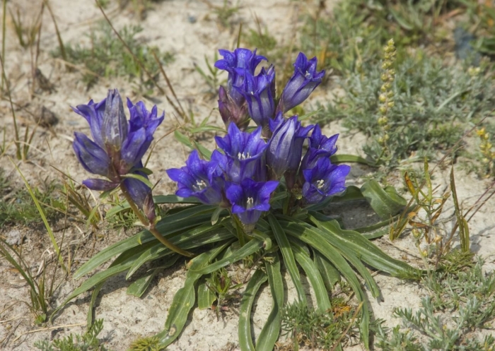 Горечавка лежачая (gentiana decumbens)