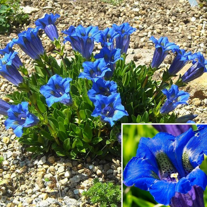 Горечавка бесстебельная