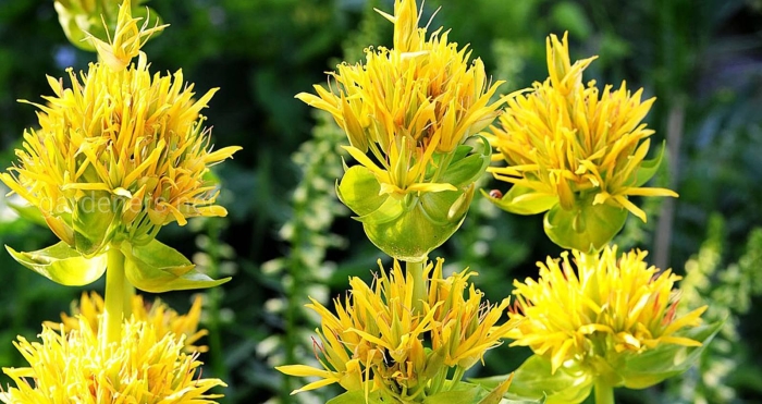 Горечавка желтая