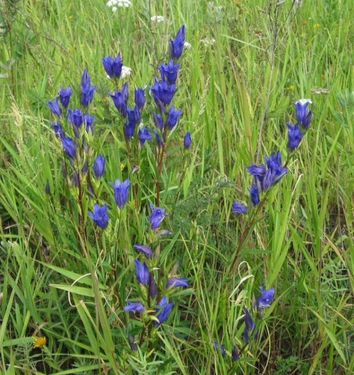 Горечавка голубая даурская