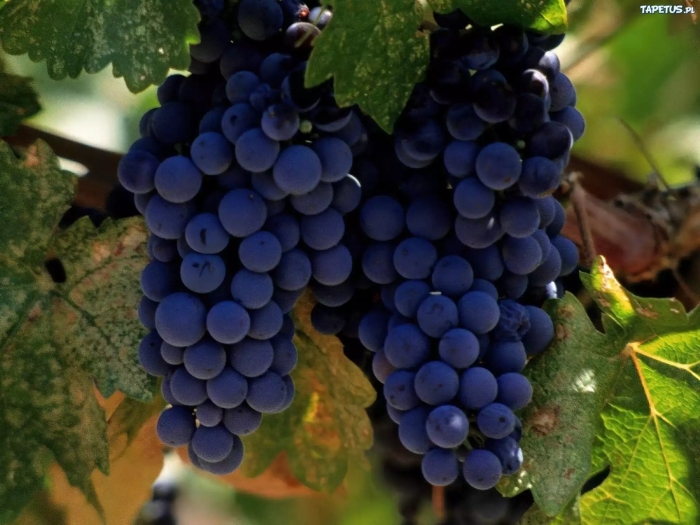 Виноградные сорт мерло